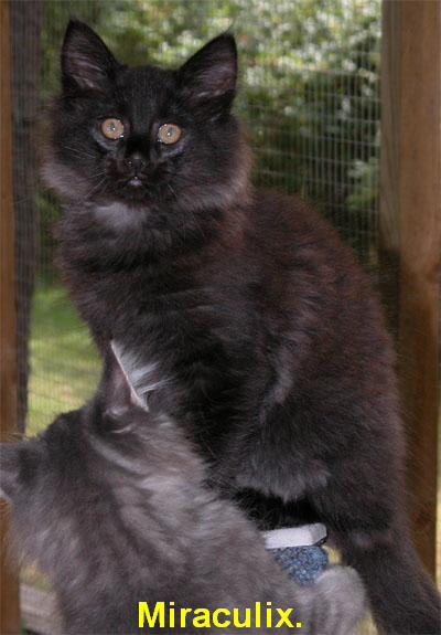 Miraculix.