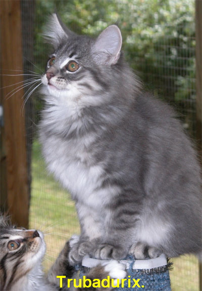 Trubadurix.